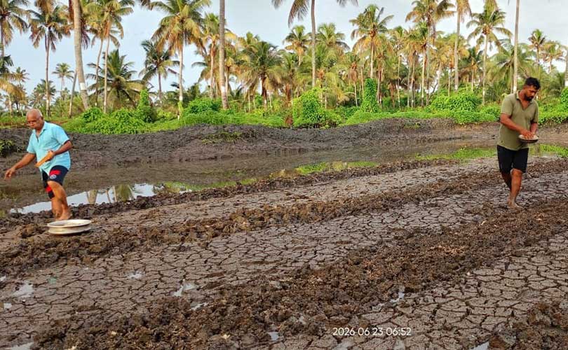 മുഖ്യമന്ത്രിയുടെ ഉറപ്പ് 102 വയസ്സുകാരിയുടെ വയലിൽ പോക്കാളി വിത്ത് വിതച്ചു. 