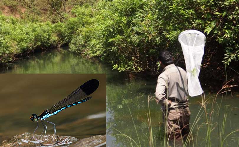 പശ്ചിമഘട്ടത്തിലെ തുമ്പിവർഗ്ഗങ്ങളിൽ വൻ കുറവ് 35 ശതമാനം ഇനങ്ങളെ കാണാനില്ലെന്ന് പഠനം