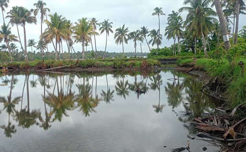 PLDA ഉത്തരവിലെ പിഴവ് വയലുകളിലെ ഉപ്പ് വെള്ളം ഇതുവരെ ഒഴിവായില്ല . ഈ വർഷവും കൃഷി മുടങ്ങും. 