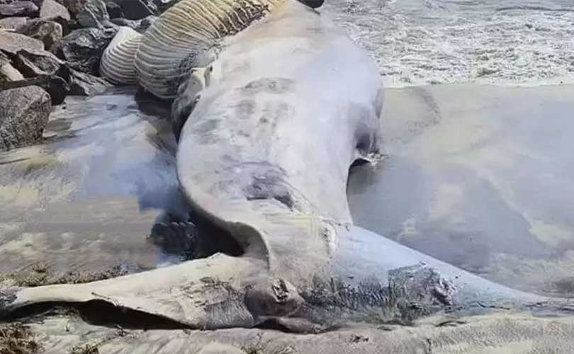 ആലപ്പുഴ കടല്‍ത്തീരത്ത് വീണ്ടും തിമിംഗലത്തിന്റെ ജഡം അടിഞ്ഞു.