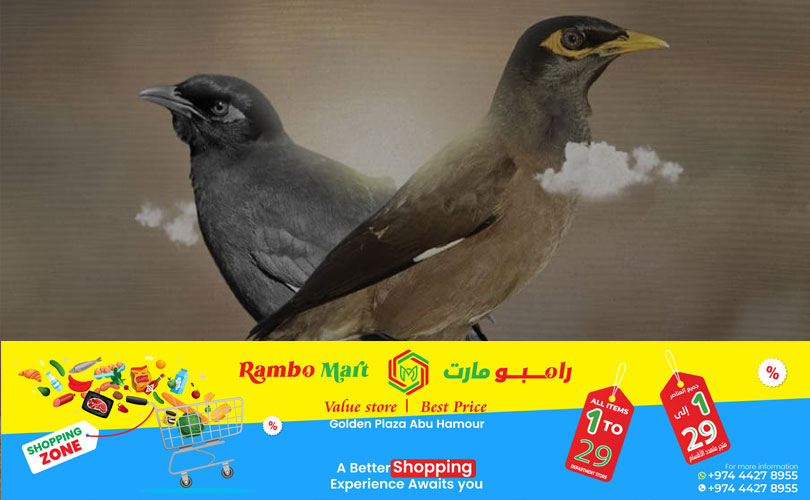 മൈനകളെ തുരത്താൻ  പൊതുജനപങ്കാളിത്തത്തോടെപരിസ്ഥിതി, കാലാവസ്ഥാ വ്യതിയാന മന്ത്രാലയംക്യാമ്പയിൻ ഊജ്ജിതമാക്കി