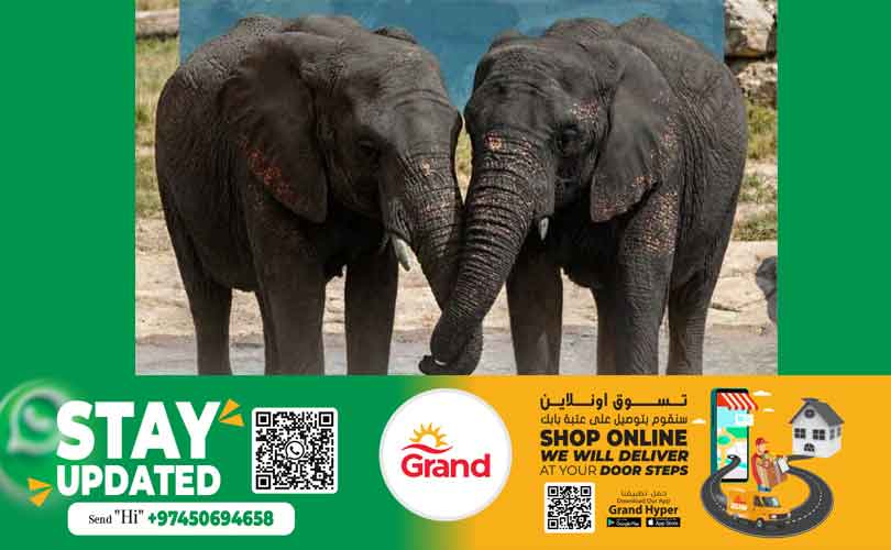 ഖത്തറിന് നേപ്പാളിന്റെ സൗഹൃദസമ്മാനം:രണ്ട് ഏഷ്യൻ ആനകൾ എത്തി