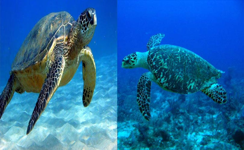 Protect the Turtle, Preserve the Sea and the Economy: The Mantra of Marine Conservation