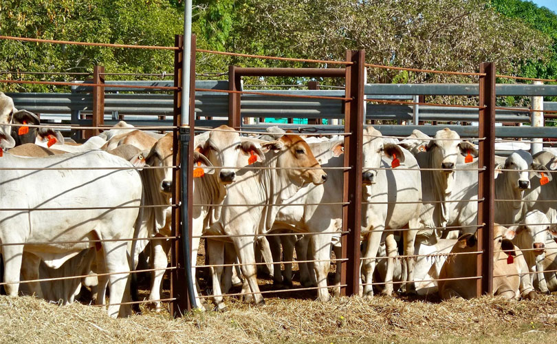 പ്രാകൃതരീതിയിൽ മൃഗങ്ങളെ കൊല്ലുന്നത് അവസാനിപ്പിക്കണമെന്ന് കേന്ദ്രം