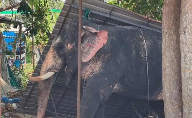 കൂടൽമാണിക്യം ക്ഷേത്രത്തിലും ആനയിടഞ്ഞു, രണ്ടാം പാപ്പാനെ ചവിട്ടികൊലപ്പെടുത്തി  