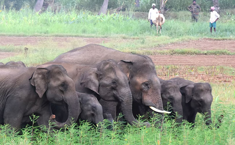 മനുഷ്യ-വന്യജീവി സംഘർഷം: ശാസ്ത്രീയമാകണം; രാഷ്ട്രീയമാകരുത്