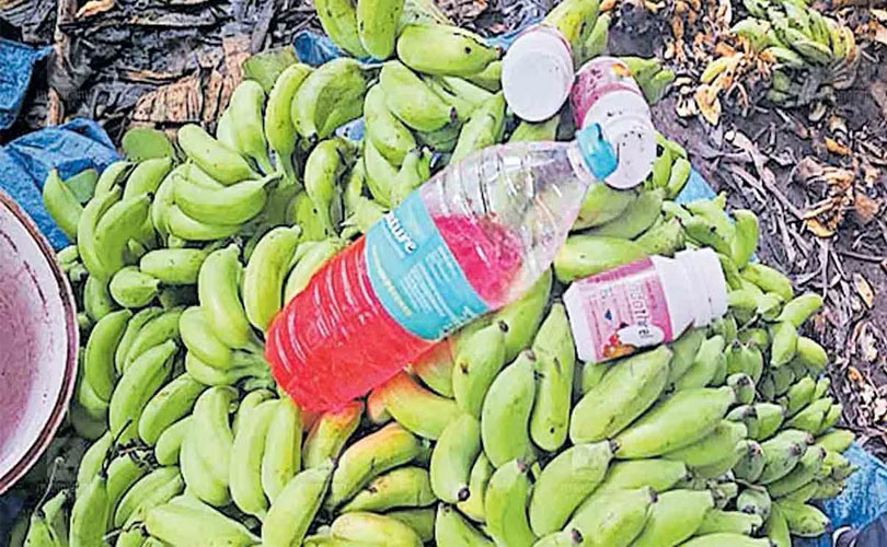 വാഴപ്പഴത്തിലും രാസവസ്തുക്കൾ; നാല് സംഭരണ കേന്ദ്രങ്ങൾക്കെതിരെ കേസ്