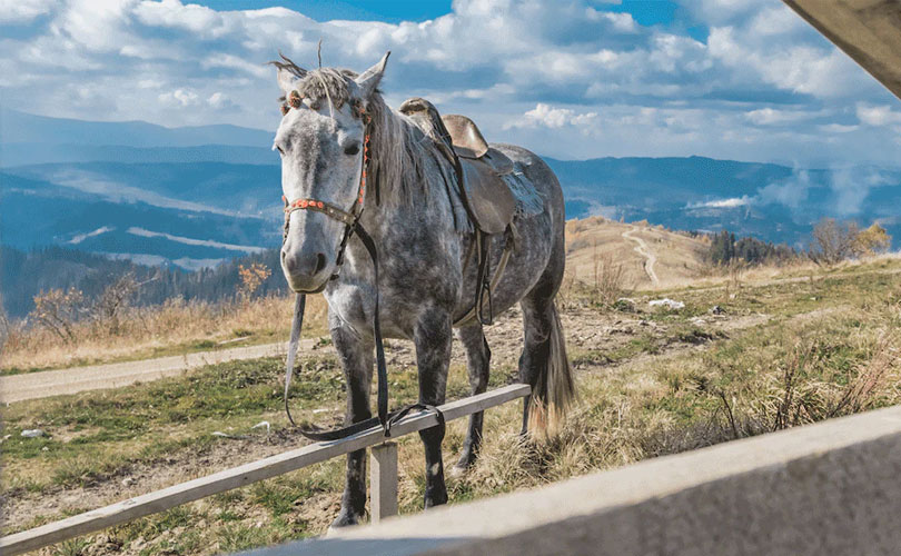പുരാതന ചരിത്രത്തിന്റെ ജീവിച്ചിരിക്കുന്ന തിരുശേഷിപ്പ്; ചത്തൊടുങ്ങിയെന്ന് കരുതിയ കാസ്പിയൻ കുതിരകൾ തിരിച്ചുവന്ന കഥ 