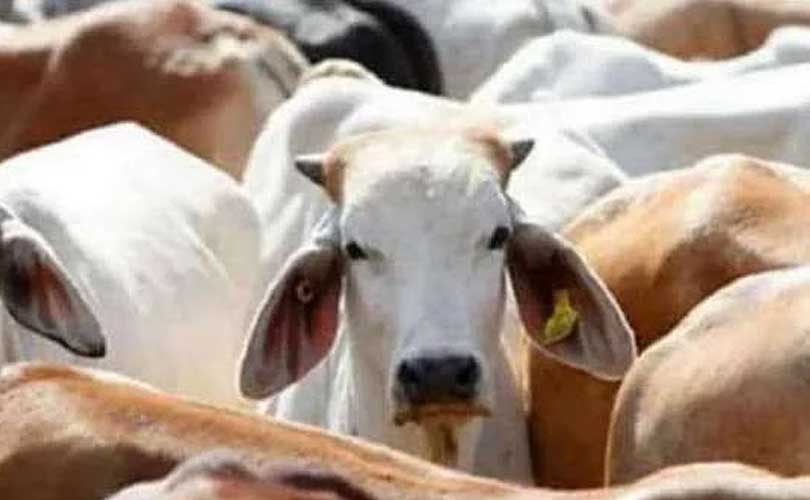 ​ഗോമൂത്രത്തിൽ നിന്നും കാൻസർ മരുന്ന്: ​ഗവേഷണത്തിന്റെ പേരിൽ പത്തുവർഷത്തിലേറെയായി നടന്നത് കോടികളുടെ തിരിമറി 