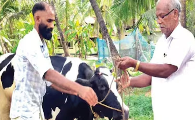 യുഡിഎഫ് ജയിച്ചതോടെ മഹേഷ് പന്തയത്തിൽ തോറ്റു; മുസ്തഫയ്ക്ക് സ്വന്തമായത് 70,000 രൂപയുടെ കറവപശു 