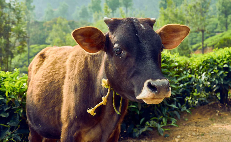 സംസ്ഥാനത്ത് ‘പശുഔഷധി’ കേന്ദ്രങ്ങൾ തുടങ്ങുന്നു; ഇനി കുറഞ്ഞവിലയിൽ മൃഗചികിത്സാ 