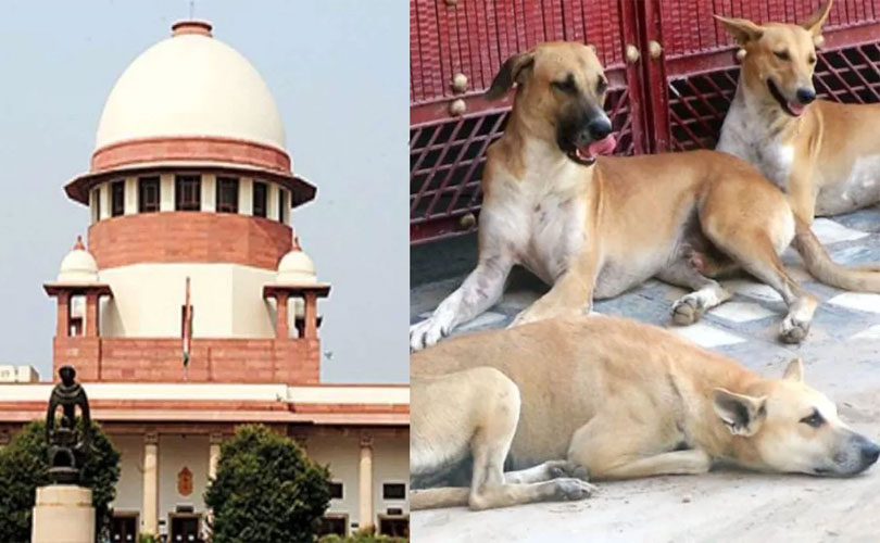 തെരുവുനായ്ക്കളുടെ ഭീഷണി: സുപ്രീം കോടതി വിധിയിൽ ആശ്വാസം