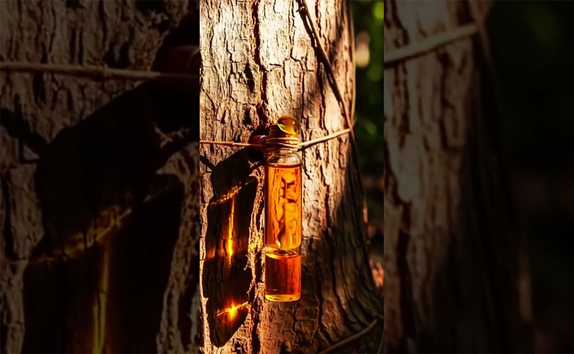 ഇത് സാധാരണ മരമല്ല; തടിക്കുള്ളിൽ സംഭരിക്കുന്നത് വൻതോതിൽ എണ്ണ; ‘ഡീസൽ മരം’ എങ്ങനെ ഇങ്ങനെ?