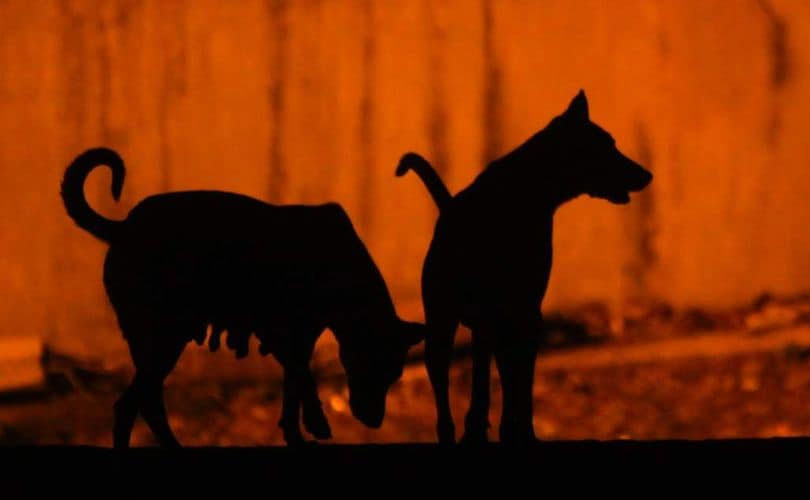 ഡൽഹിയിലെ എല്ലാ തെരുവുനായകളേയും വാക്‌സിനെടുത്ത ശേഷം പിടികൂടിയ സ്ഥലങ്ങളിൽതന്നെ തുറന്നുവിടണമെന്ന് സുപ്രീംകോടതി 