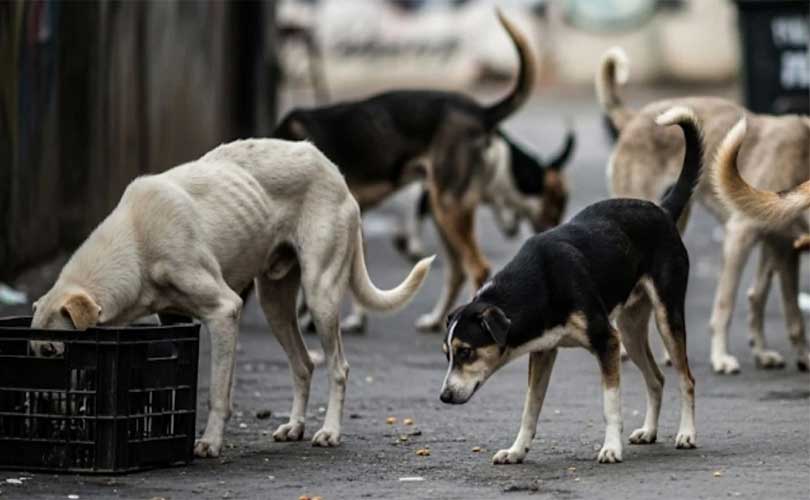 ​കടിക്കല്ലേ പൊന്നേ... എന്ന് നായയോട് പറഞ്ഞു നോക്കിയോ?; തെരുവുനായകൾക്ക് കൗൺസിലിംഗ് നൽകാൻ സുപ്രീം കോടതിയുടെ ഉഗ്രൻ നിർദ്ദേശം!