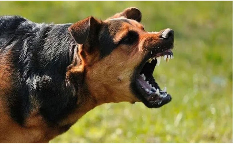 കോടതി ഉത്തരവ് തെറ്റായി വ്യാഖ്യാനിക്കുന്നു: തെരുവ് നായ്ക്കളെ കൂട്ടത്തോടെ കൊല്ലുന്നതിനെതിരെ സുപ്രീം കോടതിയിൽ ഹർജി