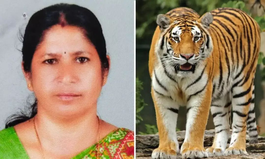 വയനാട് കടുവയുടെ ആക്രമണത്തില്‍ ആദിവാസി സ്ത്രീ കൊല്ലപ്പെട്ട സംഭവത്തില്‍ കുടുംബത്തിന് 11 ലക്ഷം രൂപ നഷ്ടപരിഹാരം