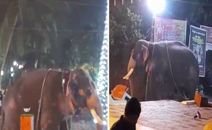 തിരൂർ പുതിയങ്ങാടി നേർച്ചക്കിടെ ഇടഞ്ഞ ആന ഒരാളെ തൂക്കിയെറിഞ്ഞു
