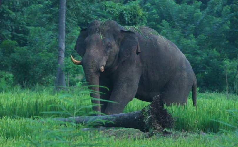 തൃശ്ശൂരില്‍ കാട്ടാനയുടെ ആക്രമണത്തിൽ ഒരാൾ കൊല്ലപ്പെട്ടു