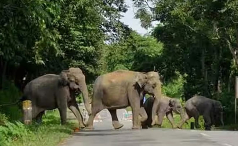 കാടിറങ്ങുന്ന മൃഗഭീഷണി: കേരളം വീണ്ടും കേന്ദ്രത്തോട് സഹായം തേടി