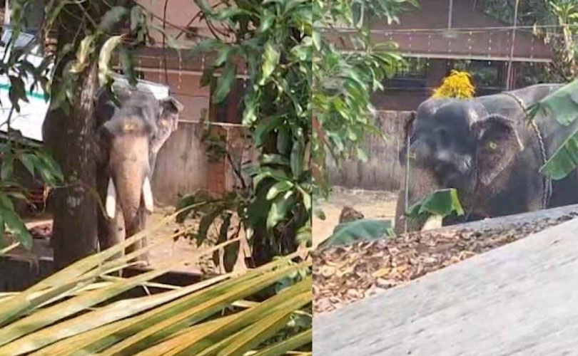 അങ്കമാലിയിൽ ആനയിടഞ്ഞു; ഒരാളെ ചവിട്ടികൊലപ്പെടുത്തി 