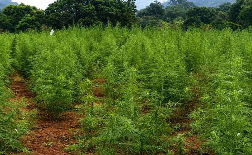 മലയാളികളെ ലക്ഷ്യമിട്ട് കഞ്ചാവ് കൃഷി ആയിരക്കണക്കിന് ഏക്കർ സർക്കാർ ഭൂമിയിൽ; പുറത്തുവരുന്നത് ഞെട്ടിക്കുന്ന വിവരങ്ങൾ 


