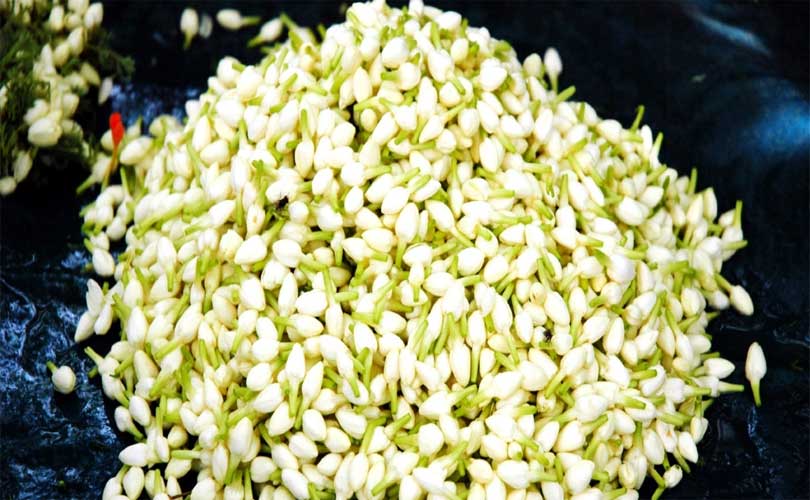 മുലപ്പൂവിന് തീവില; രണ്ടായിരം രൂപയിൽ നിന്നും പന്ത്രണ്ടായിരം രൂപയിലേക്ക് കുതിച്ചു 