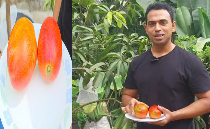 ലോകത്തിലെ ഏറ്റവും വിലകൂടിയ മാമ്പഴം ഇനി എടവണ്ണപ്പാറയിലും