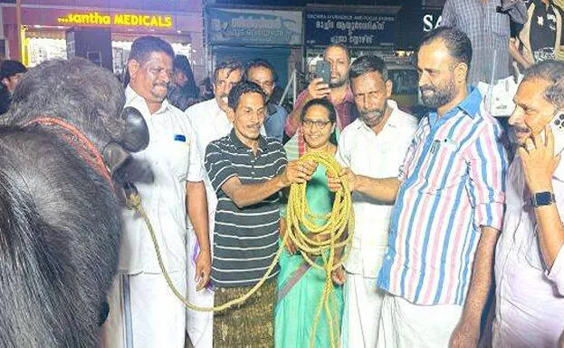 ഓട്ടോ ഡ്രൈവറുടെ ആയിരം കിലോയുള്ള പോത്തിനെ മുന്നൂറ് രൂപക്ക് സ്വന്തമാക്കി ചായക്കടത്തൊഴിലാളി
