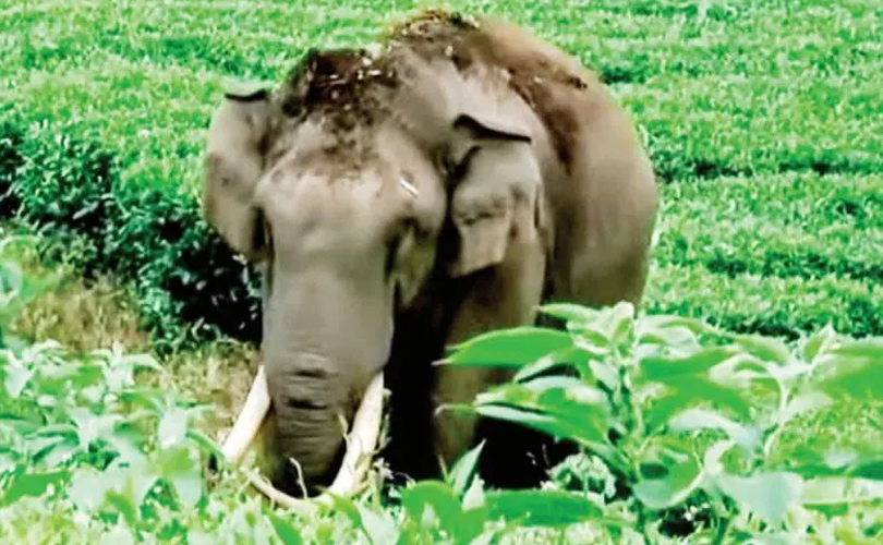 ജനവാസ മേഖലയിൽ തുടരുന്ന കാട്ടുകൊമ്പൻ പടയപ്പ മദപ്പാടിൽ