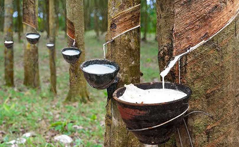 റബ്ബർ കർഷകരുടെ പ്രശ്നങ്ങൾനേരിട്ടറിയാൻ മലബാർ  മേഖല സന്ദർശിച്ച് റബ്ബർ ബോർഡ് ചെയർമാൻ  എൻ. ഹരി 