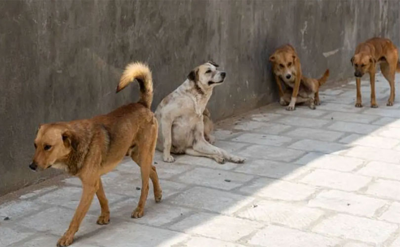 തെരുവ് നായ ആക്രമണത്തിൽ സ്വമേധയാ കേസെടുത്ത് സുപ്രീം കോടതി 