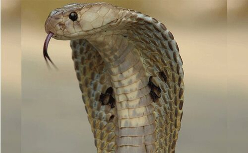 കുടുംബകോടതി ജഡ്ജിയുടെ ചേംബറിൽ മൂർഖൻ പാമ്പ്