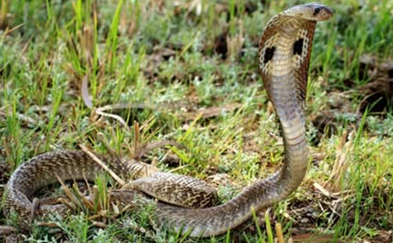 പാമ്പ് കടിച്ചതോടെ മന്ത്രവാദം; രണ്ട് കുഞ്ഞുങ്ങൾക്ക് ദാരുണാന്ത്യം 