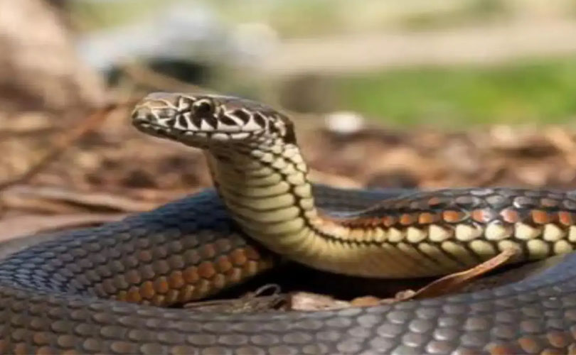 ​പാമ്പുകടിയേറ്റാൽ മരണം നിഴലിക്കുന്നത് ആശുപത്രിയിലെ പരിമിതികൾ കാരണം; പ്രതിസന്ധി വ്യക്തമാക്കി സർക്കാർ ഡോക്ടർമാർ