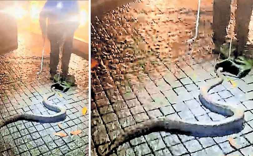 മുഖ്യമന്ത്രിയായ ശേഷം ഇത് മൂന്നാം തവണ; വി ഡി സതീശന്റെ വീട്ടിൽ വീണ്ടും പാമ്പ് എത്തി 