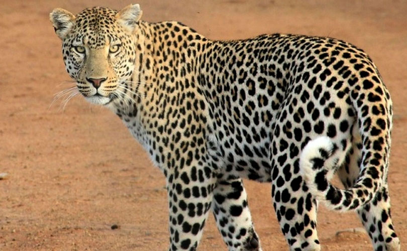 മലക്കപ്പാറയിൽ വൃദ്ധയെ പുലി കൊന്നുതിന്നു 