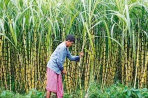 കരിമ്പിന് വില കൂട്ടണമെന്ന് കർണാടകത്തിലെ കർഷകർ 29ന് ഹുബ്ബള്ളിയിൽ കേന്ദ്രമന്ത്രിയുടെ വസതിയ്ക്ക് മുമ്പിൽ പ്രതിഷേധം