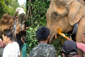 ജനവാസമേഖലയിൽ ഭീതിപരത്തിയ കാട്ടാനയെ മയക്കുവെടി വെച്ച് റേഡിയോ കോളർ ഘടിപ്പിച്ചു കരിമ്പാനി വനമേഖലയിലേക്ക് തിരിച്ചുവിട്ടു
