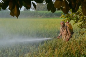 കീടനാശിനി വാങ്ങുന്നതും വിൽക്കുന്നതും സൂക്ഷിക്കുന്നതും ഇനി പഴയപോലെ എളുപ്പമാകില്ല