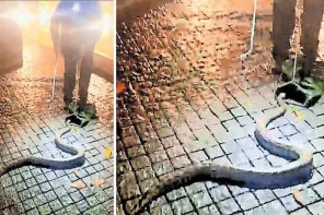 മുഖ്യമന്ത്രിയായ ശേഷം ഇത് മൂന്നാം തവണ; വി ഡി സതീശന്റെ വീട്ടിൽ വീണ്ടും പാമ്പ് എത്തി 