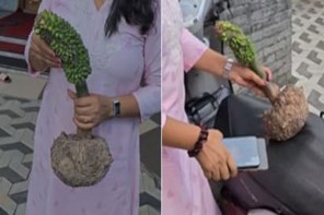 ചേന നട്ടു, മുളച്ചുവന്നത് വാഴക്കുല! കാക്കനാട്ടെ അപൂർവ കാഴ്ച കാണാൻ ബഷീറിന്റെ വീട്ടിലേക്ക് ആളുകളുടെ ഒഴുക്ക്